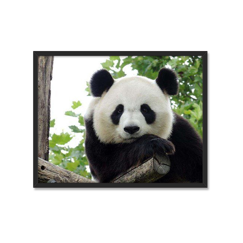 魅力熊猫
